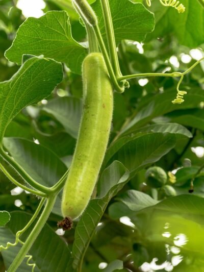 Bottle gourd (Loki)