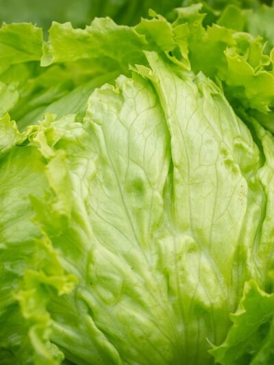 Lettuce